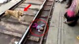 Father Left the Baby on the Tracks, Then the Dog did Something Unthinkable