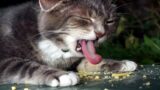 Funny Animals – Funny Cats & Dogs – Funny Pets Videos