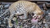 Heartbreaking ! 30 Moments Injured Leopard Even Lost His Life To A Ruthless Predator | Wild Animals