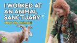 I worked at an Animal Sanctuary for a day