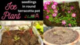 Ice Plants winter seedlings transplant in round terracotta pot | Stone Plants seedlings