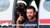 Lee Adopts a New Rescue Dog & Introduces Him to the Pack! | My Pack Life | Animal Planet