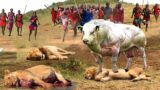 Maasai Tribe Bravely Takes Weapons Into Fight With Fierce Lions To Warn When Dare To Attack The Cows