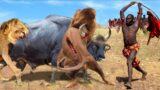 Maasai Tribe Warrior Uses This Special Method To Defeat The Lion King To Save The Poor Buffalo Herd