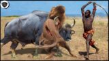 Maasai Tribe Warriors Fight The Lion To Warn It When It Hits Their Herd Of Buffalo ||Animals Attack