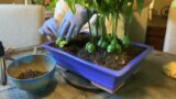 Magic Bean Plant in Glazed Terracotta Pot arrangement