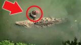 Man Saves A Dying Crocodile, And The Two Fight Against All Odds To Establish A Worthwhile Cause..