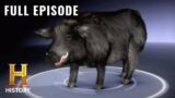 MonsterQuest: FEROCIOUS FERAL HOG INVADES GEORGIA (S2, E1) | Full Episode