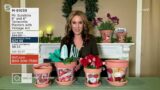 Mr. Sunshine 8" and 6" Terracotta Planters with Vintage Art on QVC