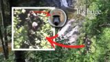 My Favorite Bigfoot Photo–With ASTOUNDING Size Comparison–The Beast of Seven Chutes.