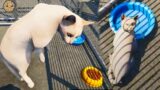 New Cats at the Shelter ( Animal Shelter Pet Sim )