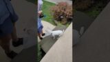 OMG Sweetest Dog Gets so Excited for Mail Time in Dearborn, Michigan