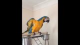 Parrot Says Hello While Replying to Owner