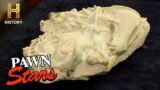 Pawn Stars: Oreodont Fossil Is One EXPENSIVE Pile of Bones! (Season 20)