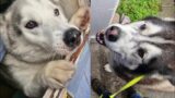 Poorly Husky Gets A Visit From His Friend