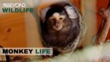 S6E18 | Alison & Jeremy Go To The Rescue Of Four Marmosets | Monkey Life | Beyond Wildlife