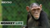 S8E03 | Troublemaker Bart Is Up To His Usual Mischief | Monkey Life | Beyond Wildlife