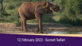 SafariLIVE Sunset Highlights 12 February 2023