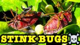 Stink Bugs 18 Day Egg Study Flamethrower Vs Detergent What's The Best Pest Control