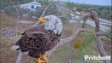 Stranger  M15 protects her chicks Southwest Florida Eagle Cam Cam 1 / Southwest Florida Eagle Cam #3