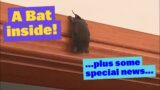 Sunday Together | Bat Inside | Special News