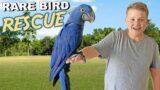 Surprising Kyle with the Worlds BIGGEST Parrot! Rare Bird Rescue!