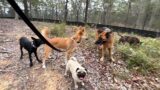 The Pack Helping Cruiser #dingo | Weekend Moments
