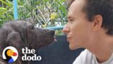 This Dog Is Unrecognizable Now | The Dodo