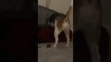 Troublemaker #shorts #dogshorts #beagle #trouble #crazy #funny #cute #digging