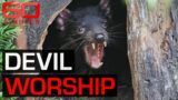 What's killing off the Tasmania Devil? | 60 Minutes Australia