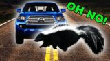 Why Are There So many Roadkill Skunks in Late Winter?