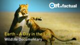 Wildlife 24 – The Wildest Day on Earth | Wildlife Documentary