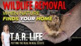 Wildlife Removal – When Nature Finds YOUR Home