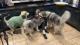 Wolf Pack Dogs Reunited With Their Mom! They're So Happy! (And The Cat Too!!)