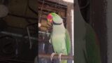 #parrottalking#hello#goodboy#hellokaro#parrotslove#parrotlife#birdslove#