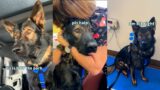 1 Year Old German Shepherd Puppy Vet Checkup