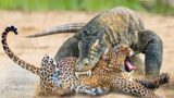 15 Strongest RIVALRIES in the Animal Kingdom