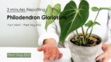 3 minutes Repotting Philodendron Gloriosum to bigger terracotta pot