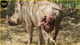45 Injured Warthog Trying To Survive In The Wild And What Happened Next?