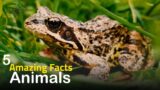 5 of the most amazing facts about animals