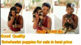 72041 80496 Rotwheeler puppies for sale in 8ne mile banglore.7,000Rs