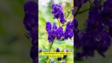 9 Fakta Bunga Aconitum / Aconitum Flower Facts