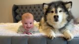 Adorable Baby Bonds With Dog! She Will Protect Him Forever! (Cutest Ever!!)