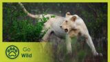 Against All Odds – White Lions: Born Wild 1/2 – Go Wild