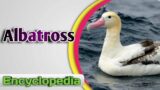 Albatross – Audio / Video Encyclopedia
