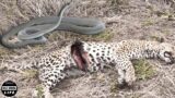 Amazing ! Injured Leopard Fight Black Mamba To the Death And What Happened Next? | Wild Animals