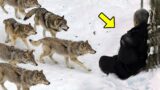 Angry Wolves Surrounded a Wounded Man. You Won't Believe What They Did Next!