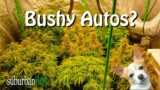 Are my autos too bushy? Viparspectra ks3000 multi-plant grow started.