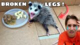 BABY OPOSSUM INJURED WITH BROKEN LEGS ! WHAT HAPPENED ??