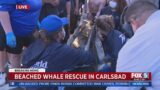 Beached Whale Rescue In Carlsbad